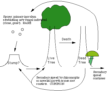 oh93 independent study on fungi unique features of fungi