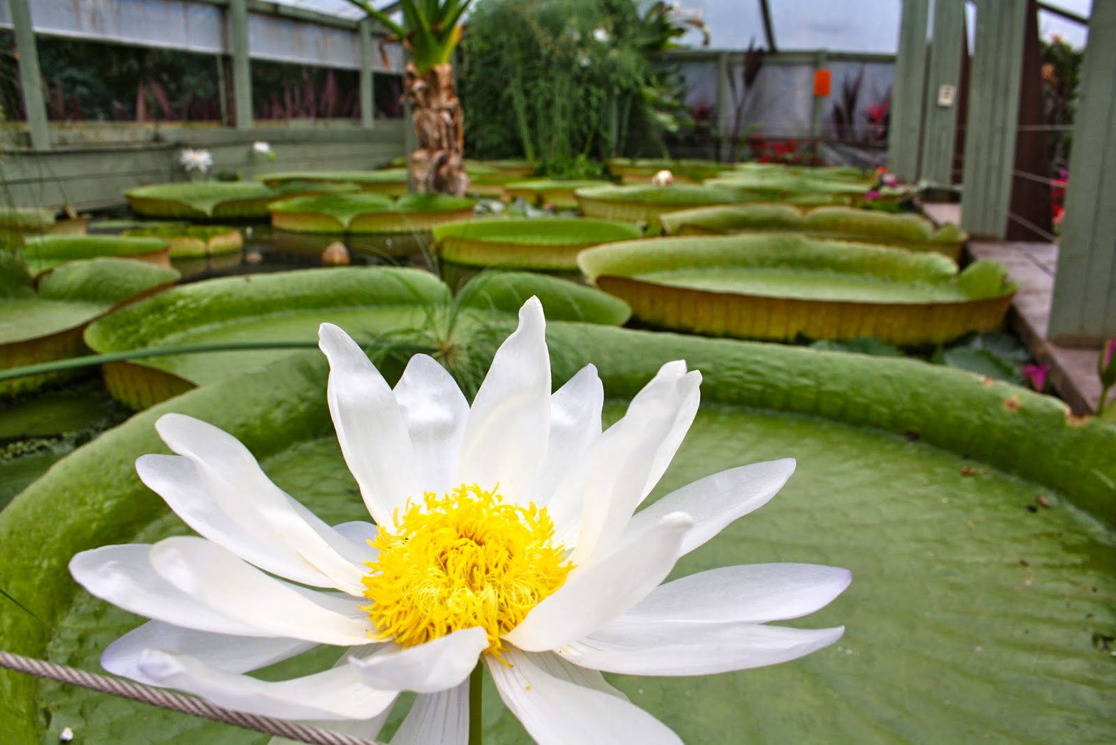 RDO Melbourne Blue Lotus Water Garden, Yarra Junction