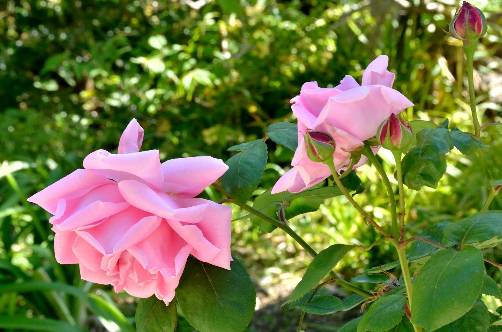 Rose 'La France', Guillot fils (France, 1867), Hybrid Tea (HT
