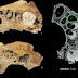 Hallan en China misteriosos restos humanos fósiles: Posible nueva especie, dicen