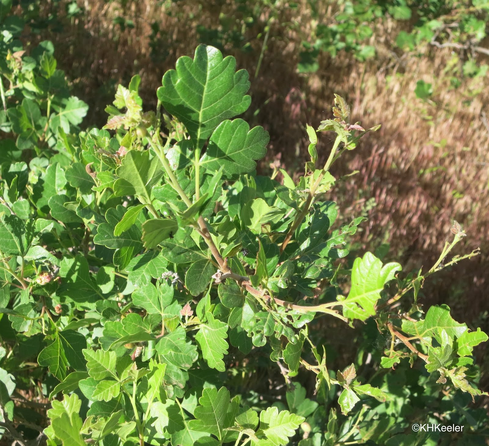 A Wandering Botanist Plant StoryThreeLeaf Sumac