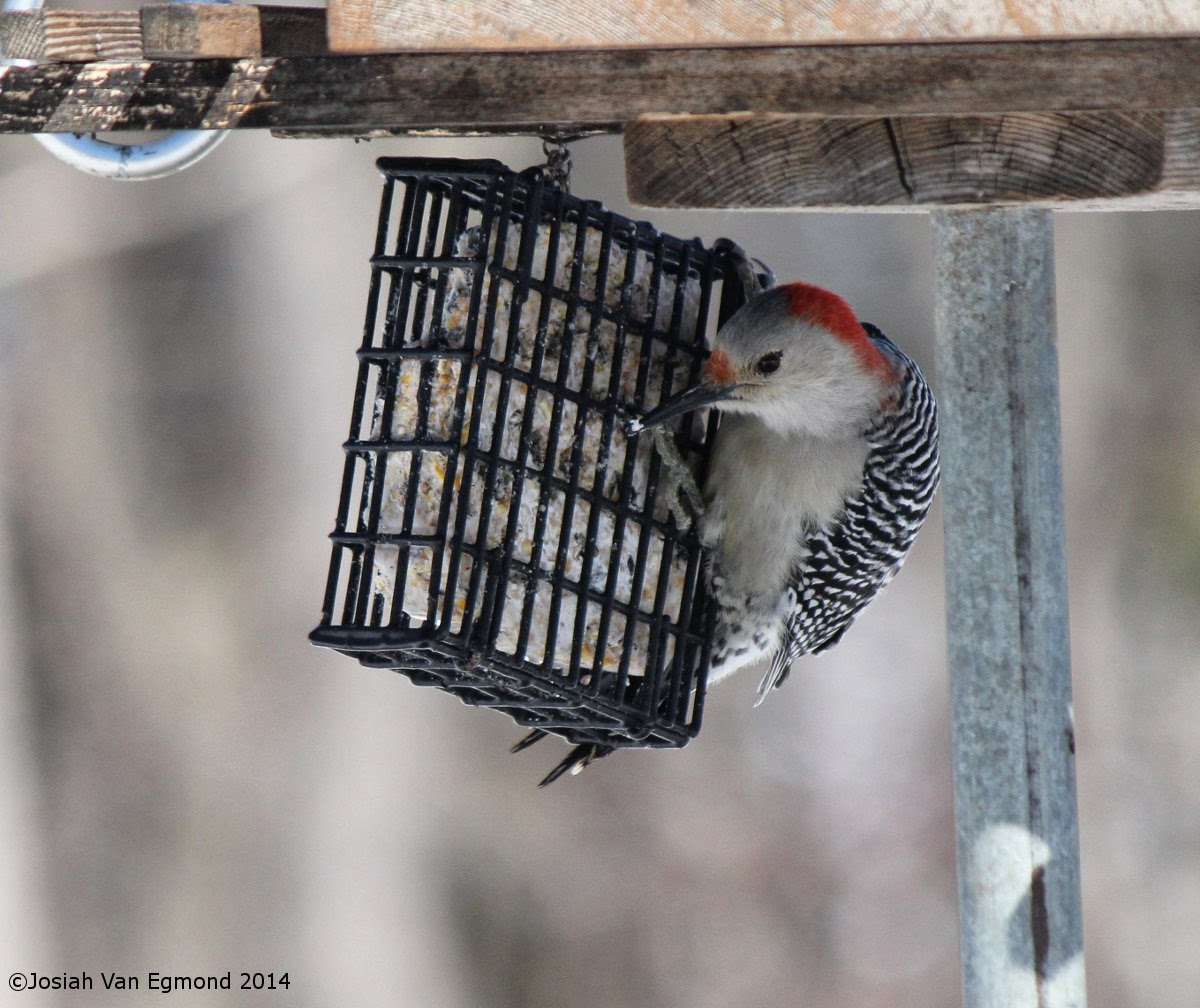 Birds in Your Backyard Road Trip to the East Ontario Birds (Part 1)