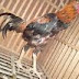 MERAWAT AYAM BANGKOK SAAT BERGANTI BULU