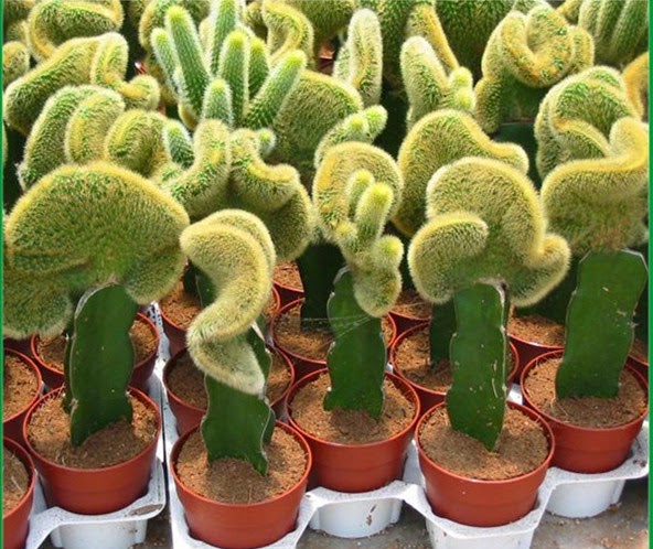 desert hero flower the plant of endurance perseverance patience several types of grafted desert hero flower the plant of endurance perseverance patience several types of grafted
