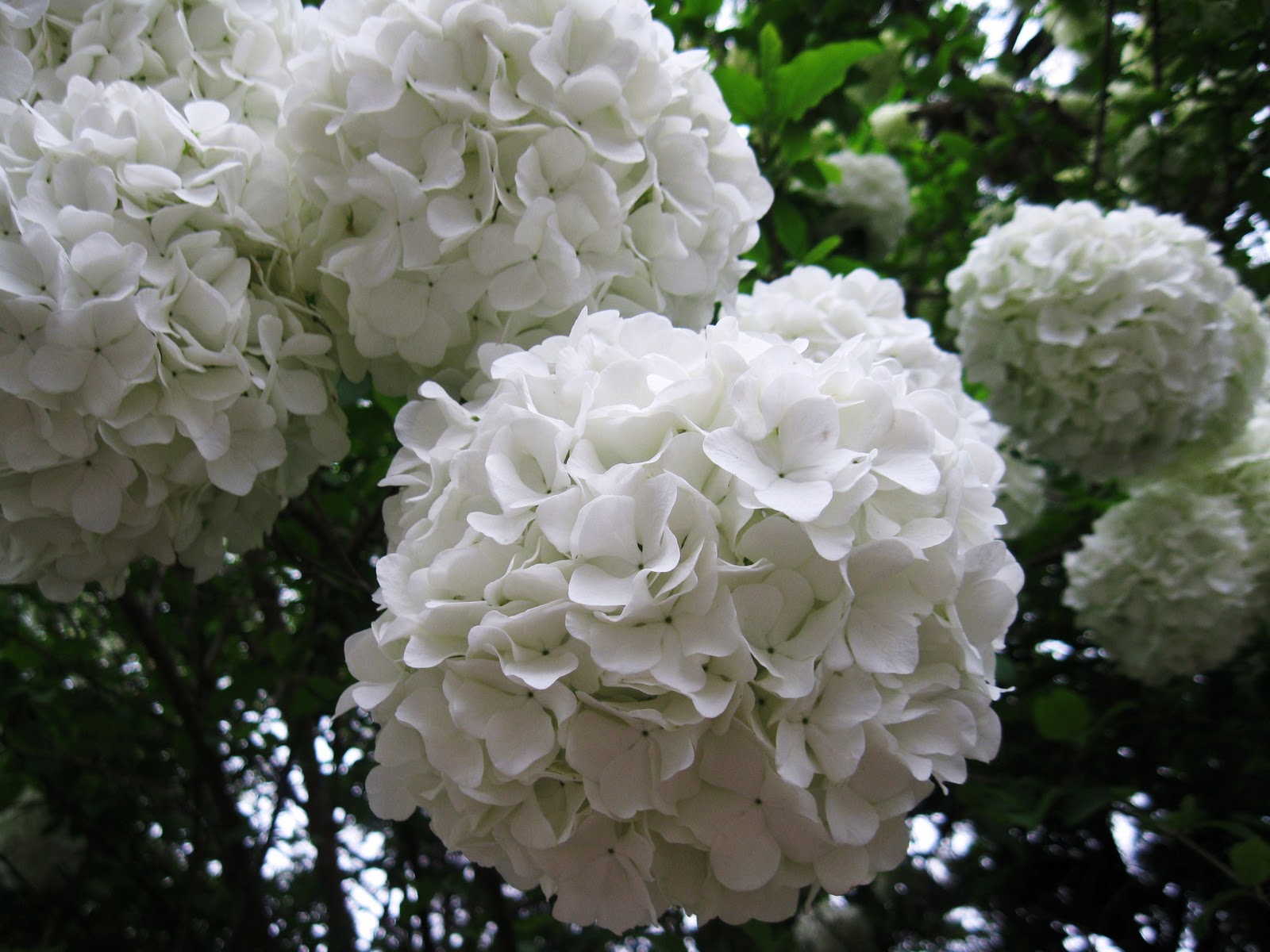 Lisa Bonassin S Garden What S Blooming Now Snowball Viburnum 03