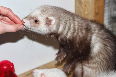 fretti+ferret