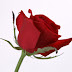 Flower Pictures