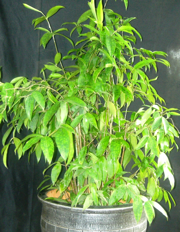 Rental Sewa Tanaman Hias - roempoen bamboe landscape