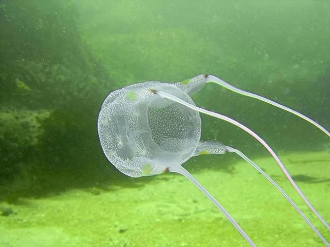 Box Jellyfish, Ubur-ubur