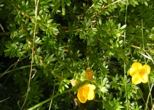 Nature Abhors A Garden Shrubby Yellow Potentilla