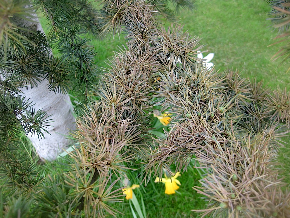 Damn Good Plants Berrying Viburnums