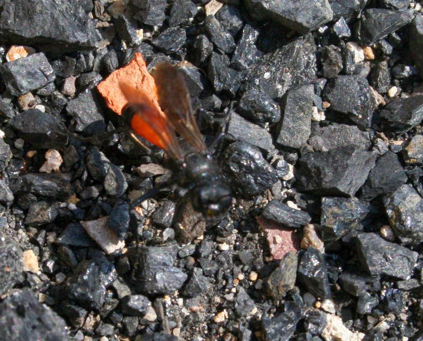 Really red abdomen on this fly Really red abdomen on this fly
