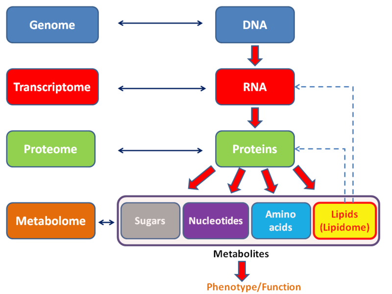 BIOLOGIA: EL LIPIDOMA HUMANO