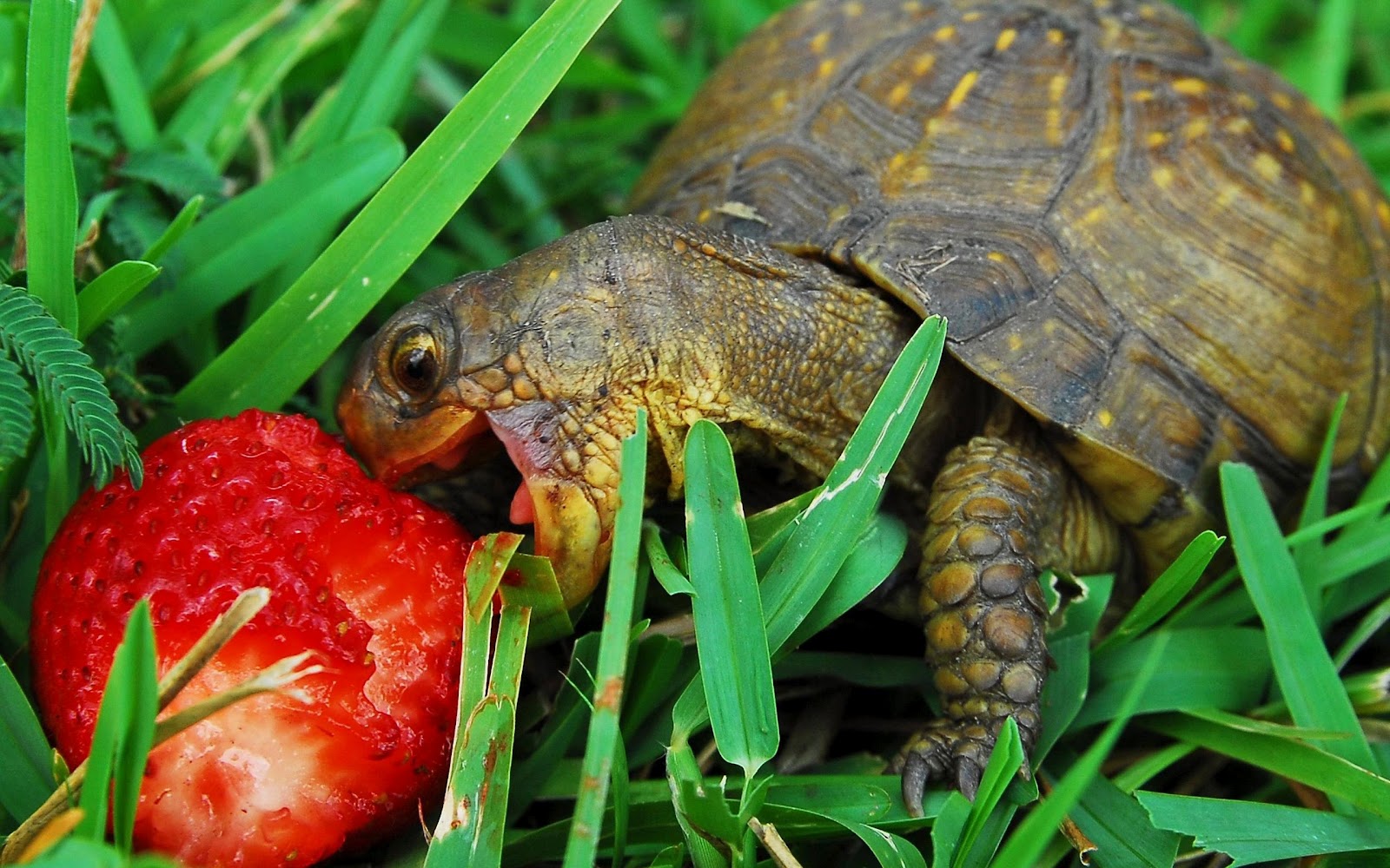 Turtle eating a strawberry wallpaper ~ The Wallpaper Database