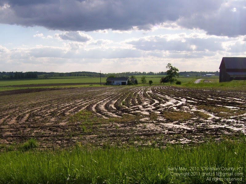 Prairie Bluestem Muddy Fields