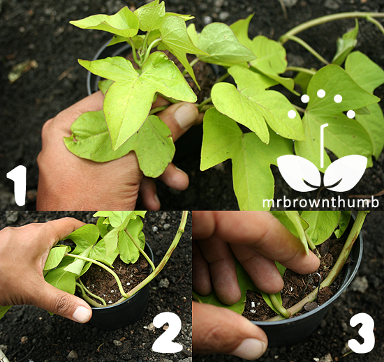 Ornamental Sweet Potato Vine Layering Propagation