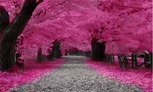 Gambar Bunga Sakura Wallpaper Bunga Sakura Cantik