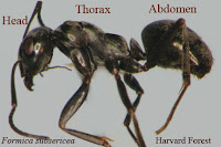 Paraponera Ant