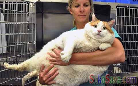 Kucing Meow Inilah 4 Kucing Terbesar Di Dunia