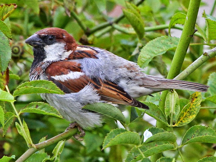 Bird Hybrids House Sparrow x Spanish Sparrow