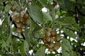 Terminalia bellerica, componente del Triphala