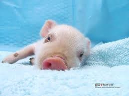 the problem of animal consciousness essay Let us write you a custom essay sample on the problem of animal consciousness. the problem of animal consciousness essay Let us write you a custom essay sample on the problem of animal consciousness.