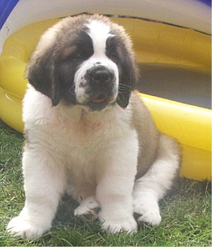 Cute Puppies Breeds Pictures Saint Bernard Puppies Pictures