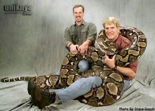 Record snake world longest Giant Cottonmouth