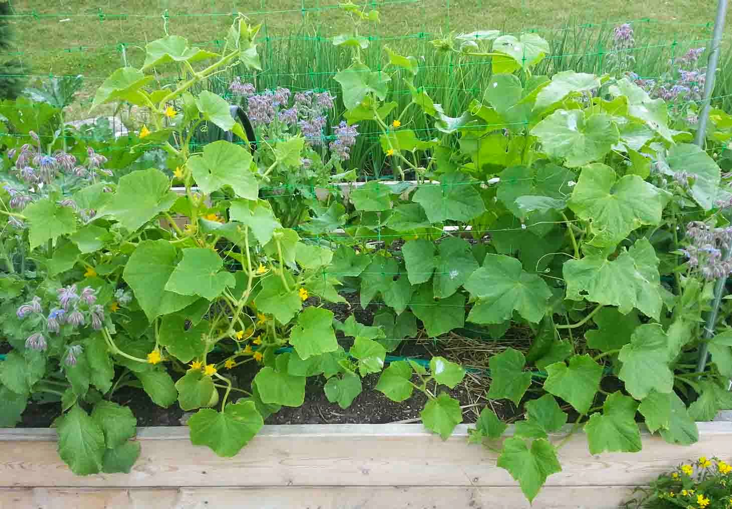 The Gardening Me End of Season Review Cucumbers