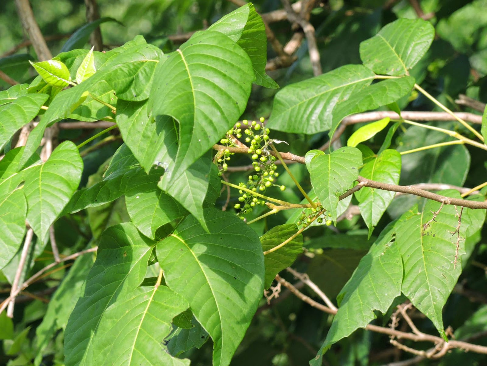 Nature Rambling: May 29 2014 Ramble Report