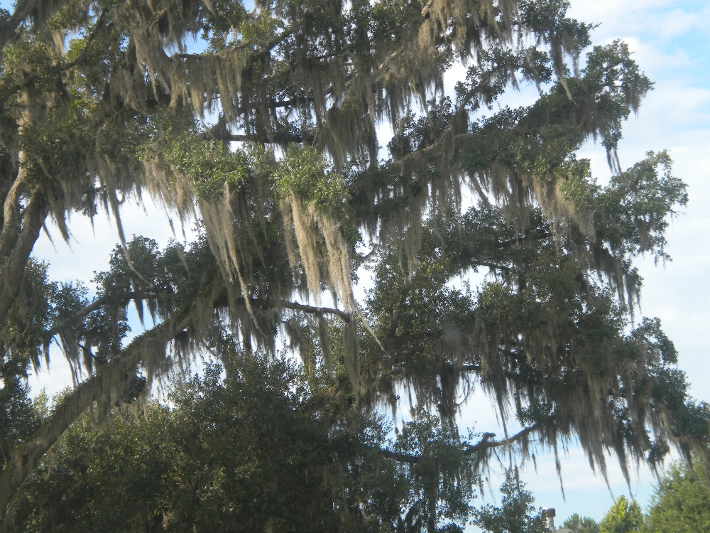 Del's Shells Spanish Moss