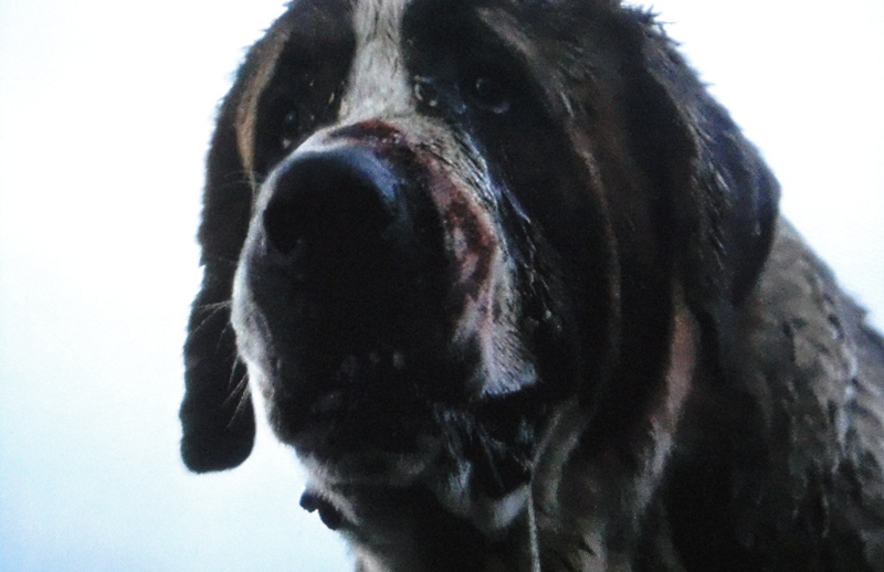 The Stephen King Thriller Cujo Features A Killer Canine Of Which Dog Breed