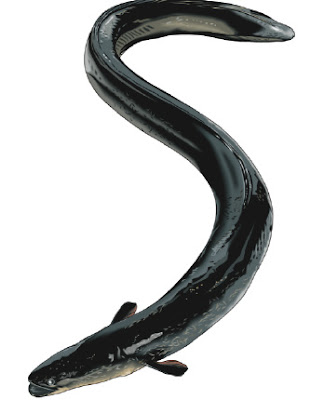eel.jpg
