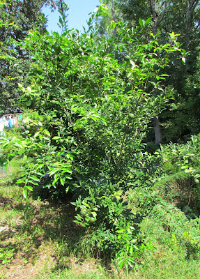 yuzu tree backyard tim september