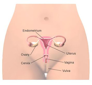 System of The Female Reproductive Organs and Functions