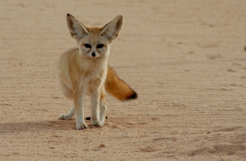 ������ ���� ������ �� ���� ������