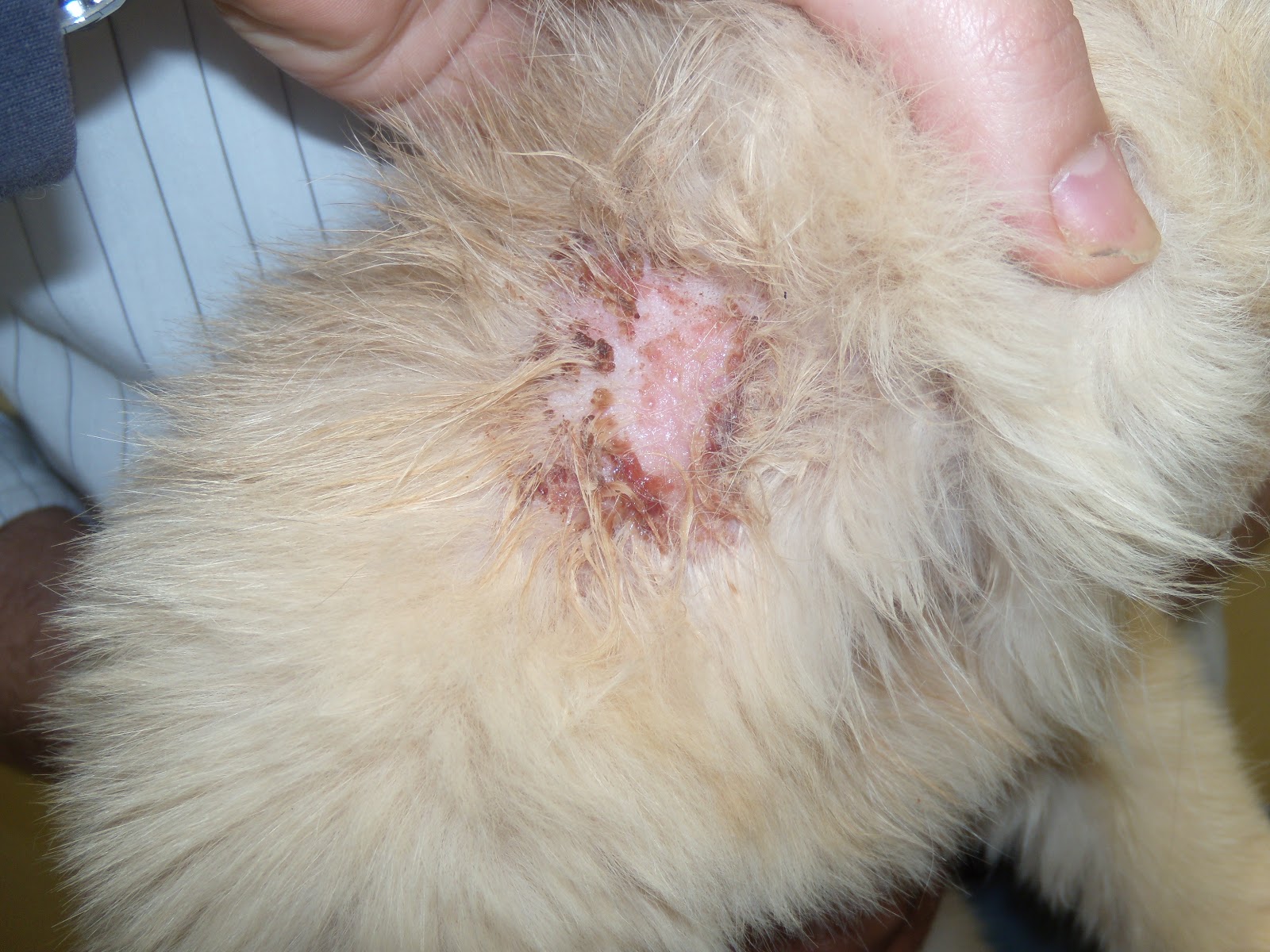 Evcil Hayvan Sahipleri Bilgi Kaynagi Pire Alerjisi