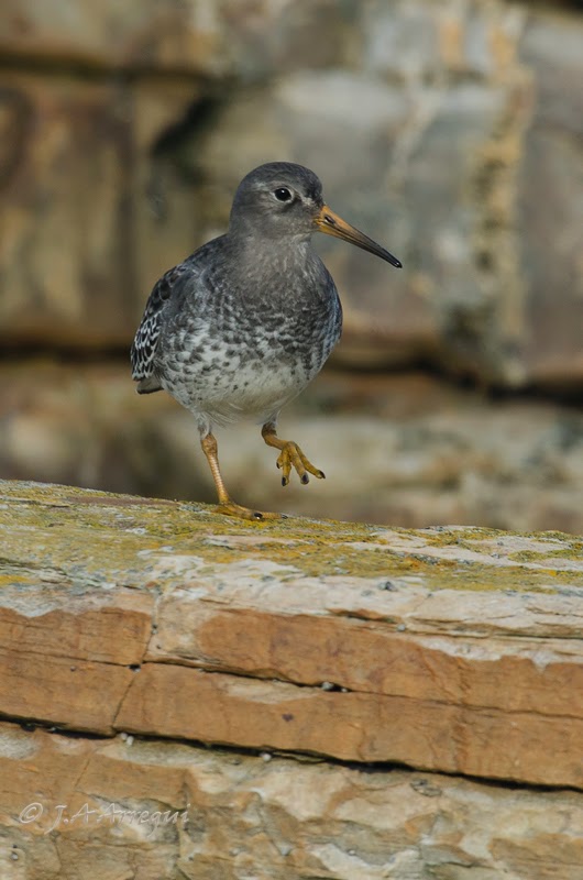Correlimos oscuro, Calidris maritima, Purple Sandpiper Correlimos oscuro, Calidris maritima, Purple Sandpiper
