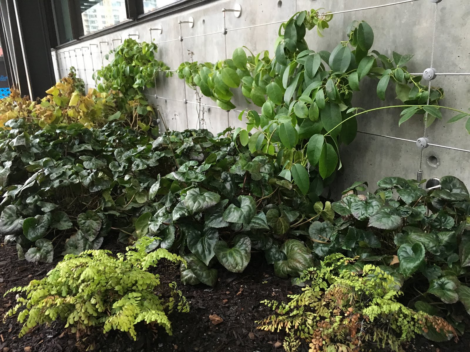 Future Plants By Randy Stewart Escallonia