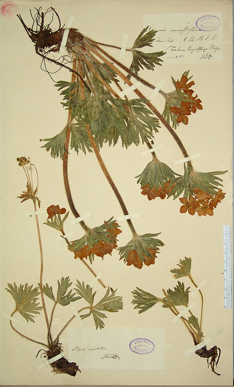 Berlin Drawing Room Blog Alberto Baraya's Herbarium of Artificial Plants