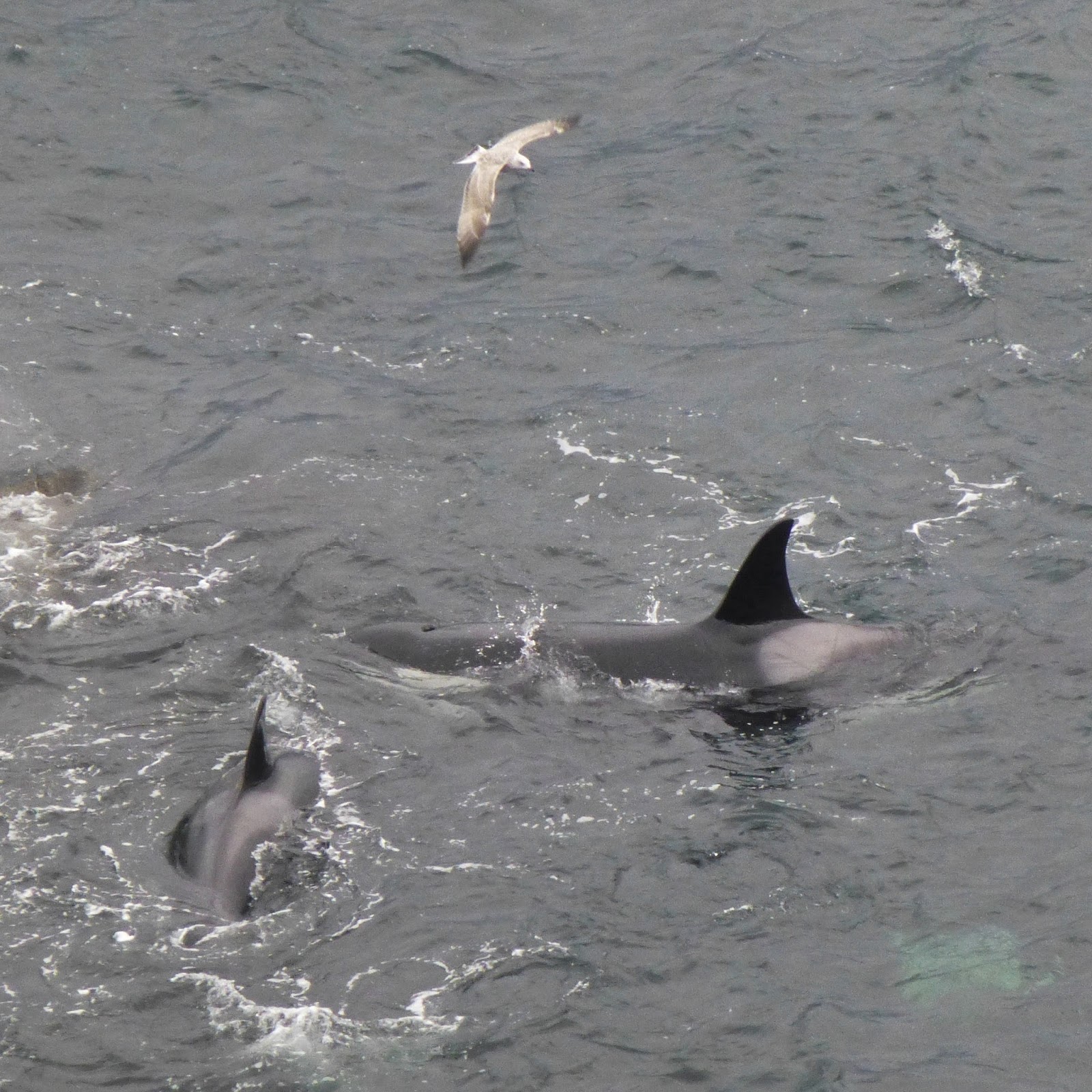 Fair Isle: Killer Whales! Video! Five Orca Hunt Seals along the coast