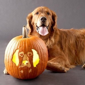 The Jungle Store Pumpkin Carving Ideas Pets On Pumpkins