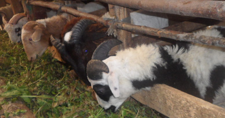 Kambing Aqiqah Bandung jual kambing aqiqah bandung