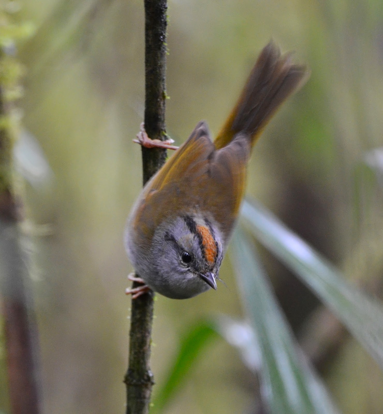 Russet-Crowned Warbler, Basileuterus coronatus