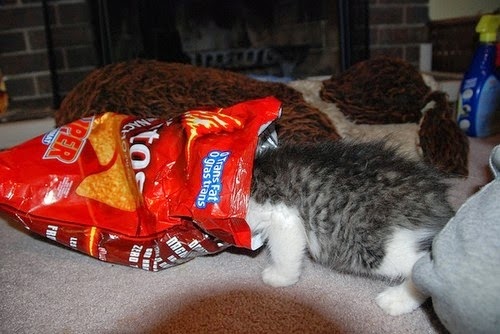 white kitteh will look like an orange tabby when he comes out of there