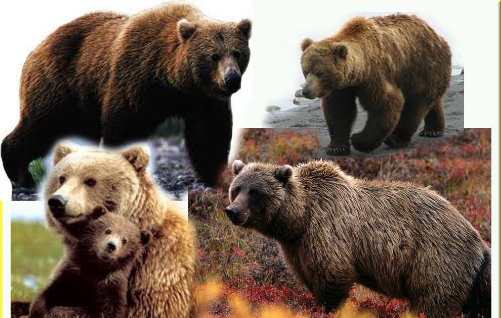 beruang grizzly info dan contoh gambar beruang gambar hidup beruang grizzly info dan contoh gambar beruang gambar hidup