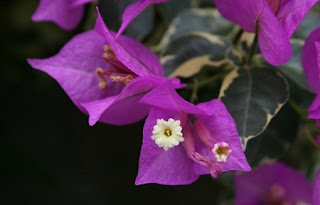 Jardineria, Catalogo de Plantas: Bougainvillea glabra "Variegata"