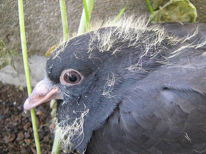 My Album Weird &amp; Ugly Animals Photos Pictures Photos