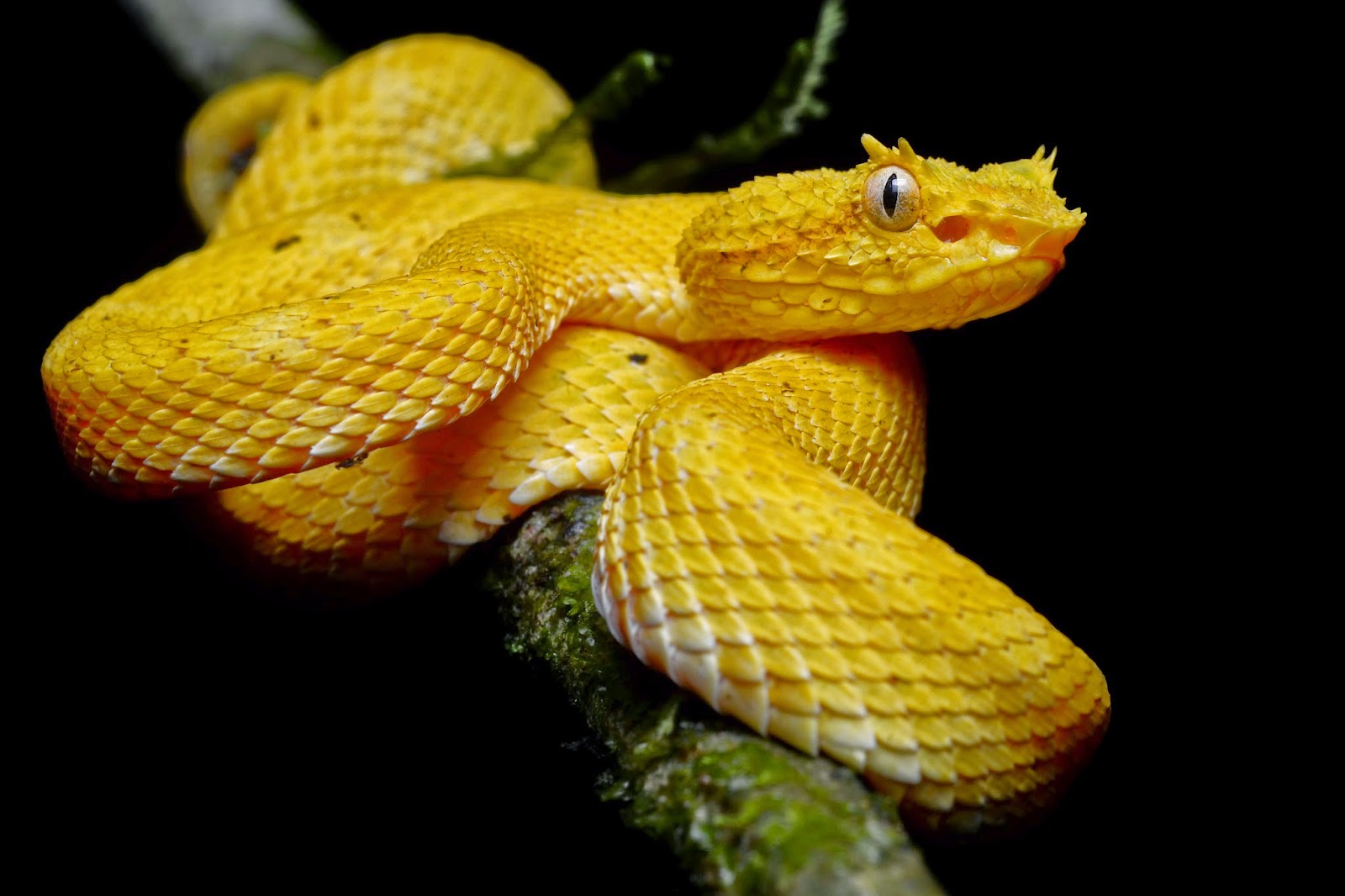 Golden Eyelash Viper