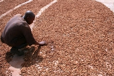 Produtores de Mopeia dispõem de 36 milhões para aumentar a renda Produtores de Mopeia dispõem de 36 milhões para aumentar a renda